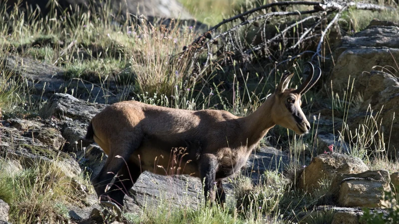 Il Camoscio