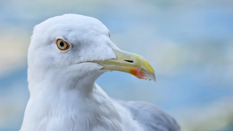 Lo sguardo del gabbiano