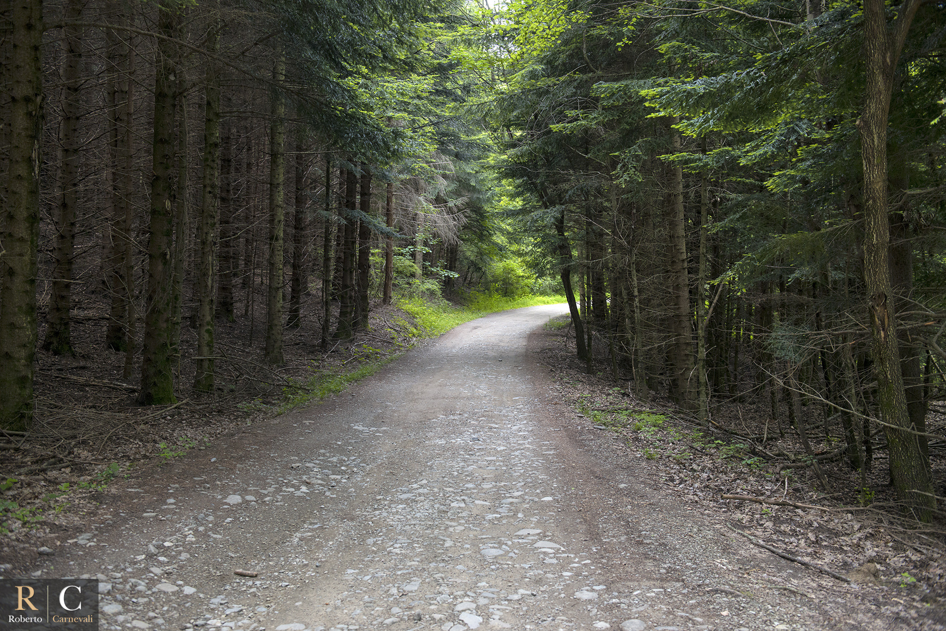 /2022/06/RobertoCarnevali_LaStradanaNelBosco_Escursioni.jpg