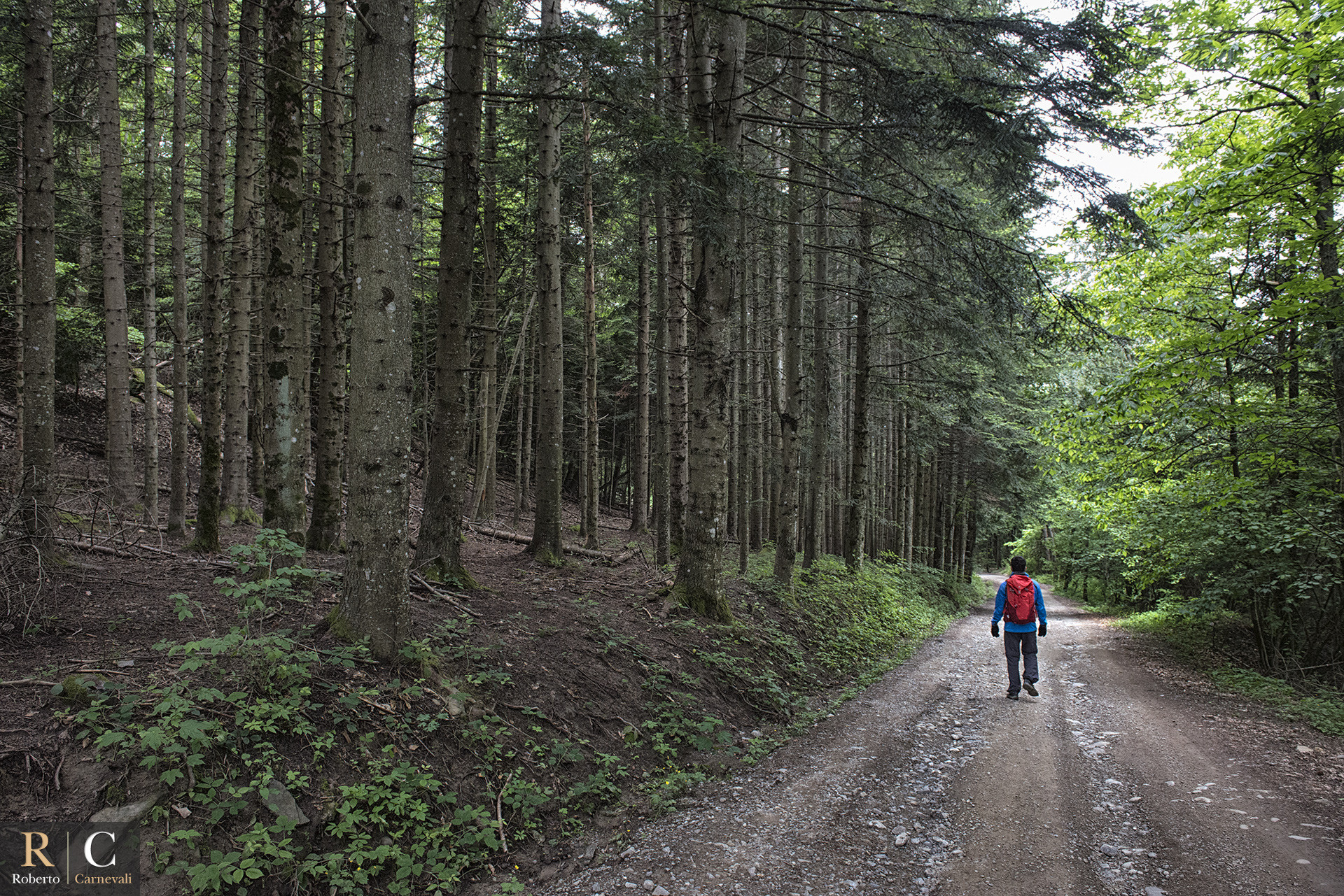 /2022/06/RobertoCarnevali_PasseggiandoNelBosco_Escursioni.jpg