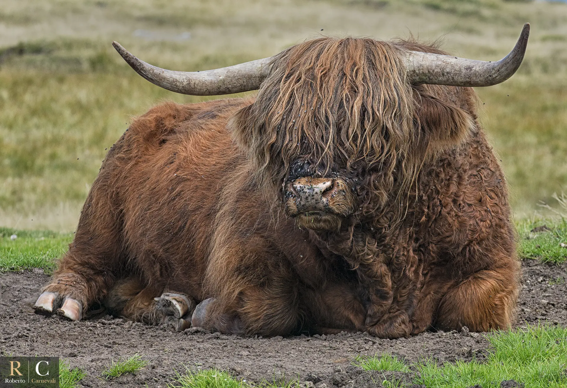 Ritratto a bovino di razza scozzese Highlander nelle Dolomiti