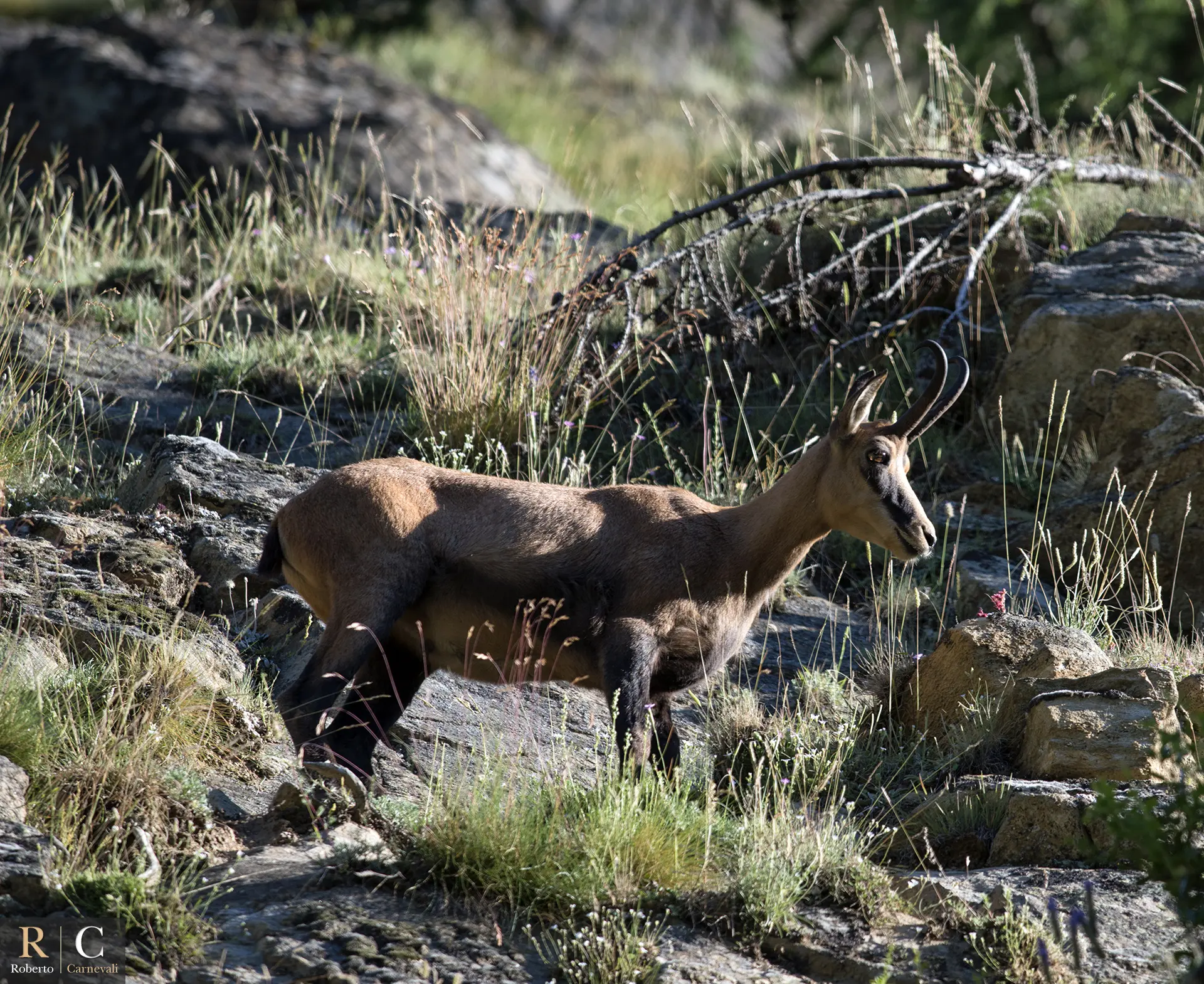 Il Camoscio