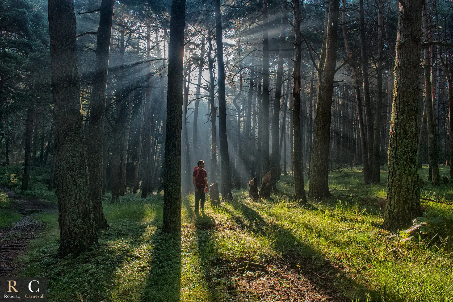 Dentro la magia del bosco