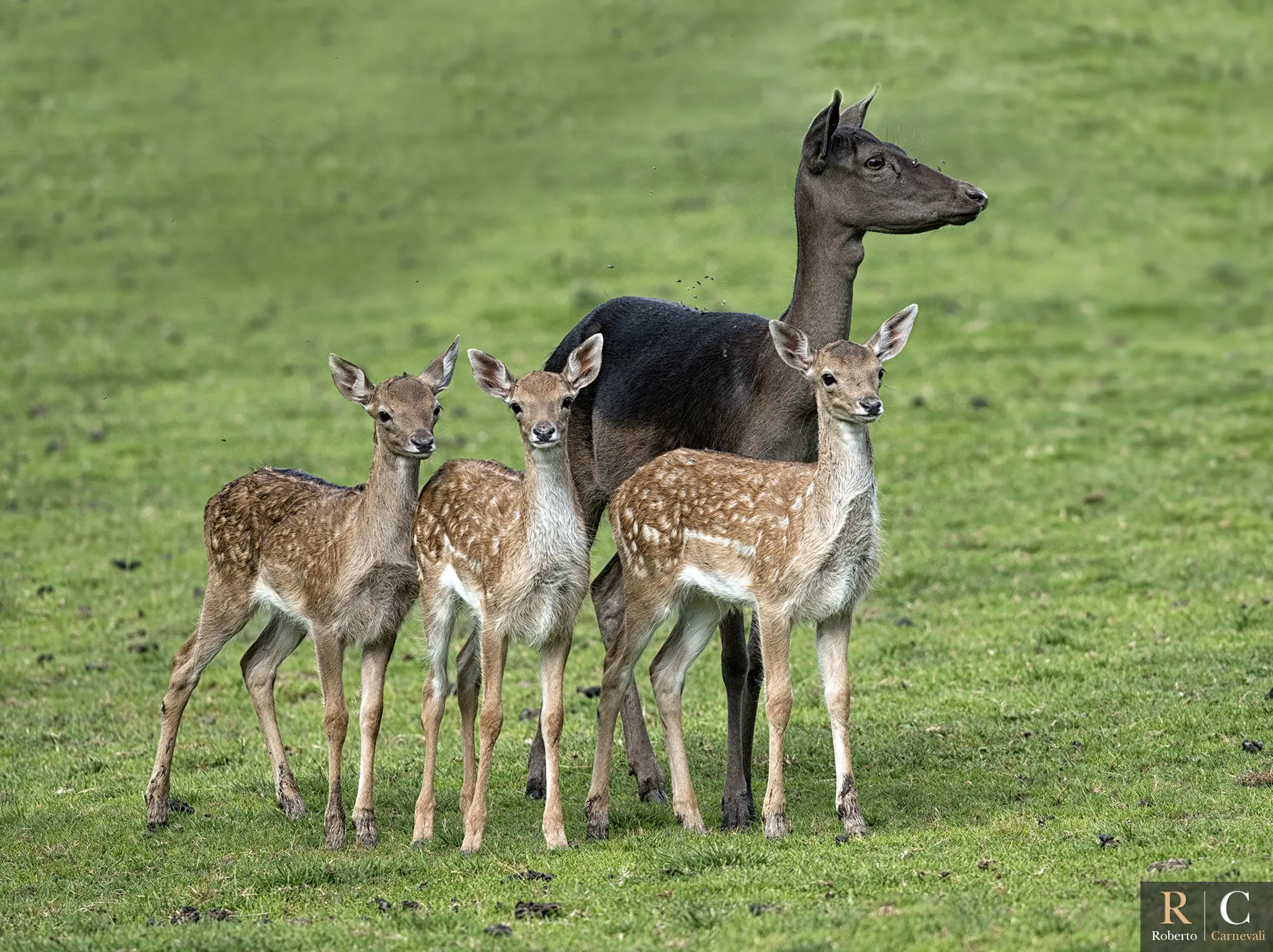 Famiglia di daini