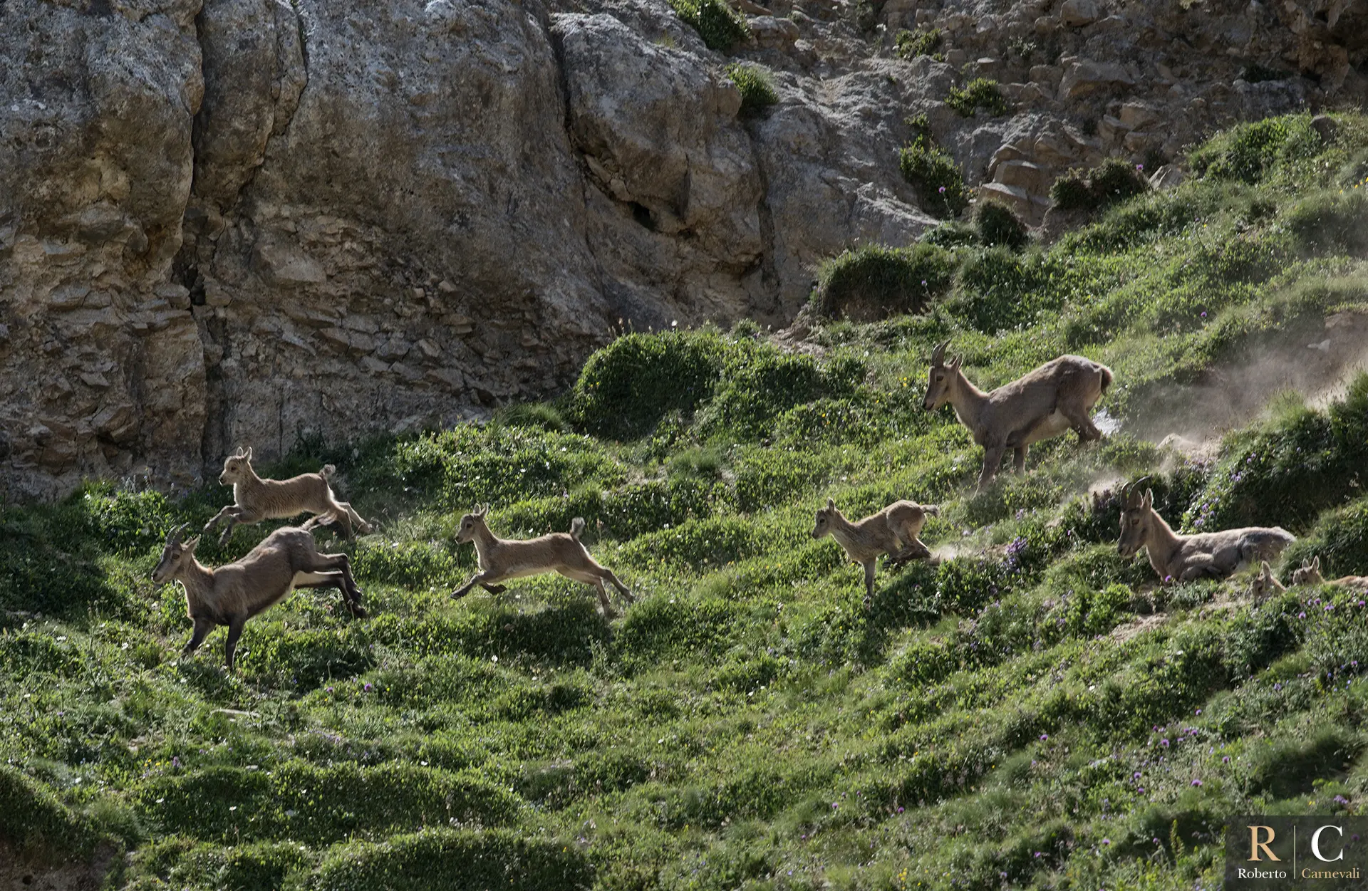 Famiglia di stambecchi in corsa