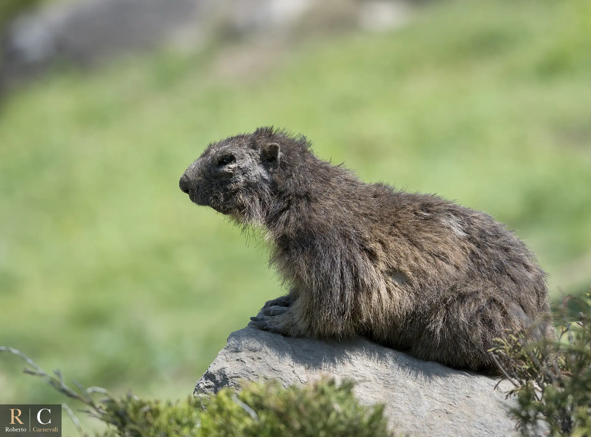 Giovane marmotta