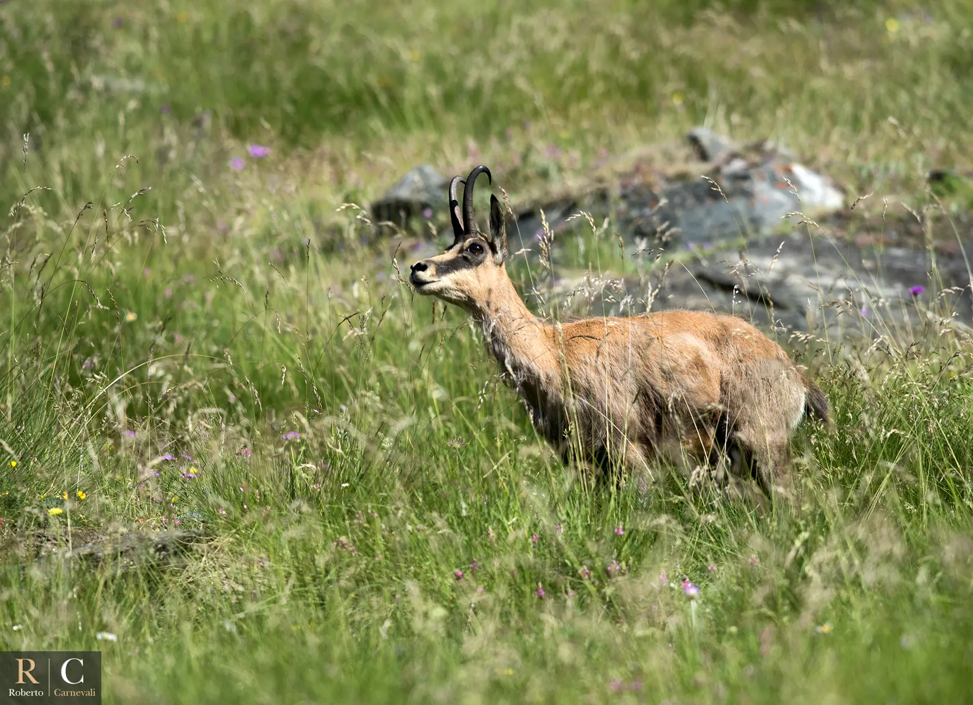 Il Camoscio nel Parco Nazionale del Gran Paradiso