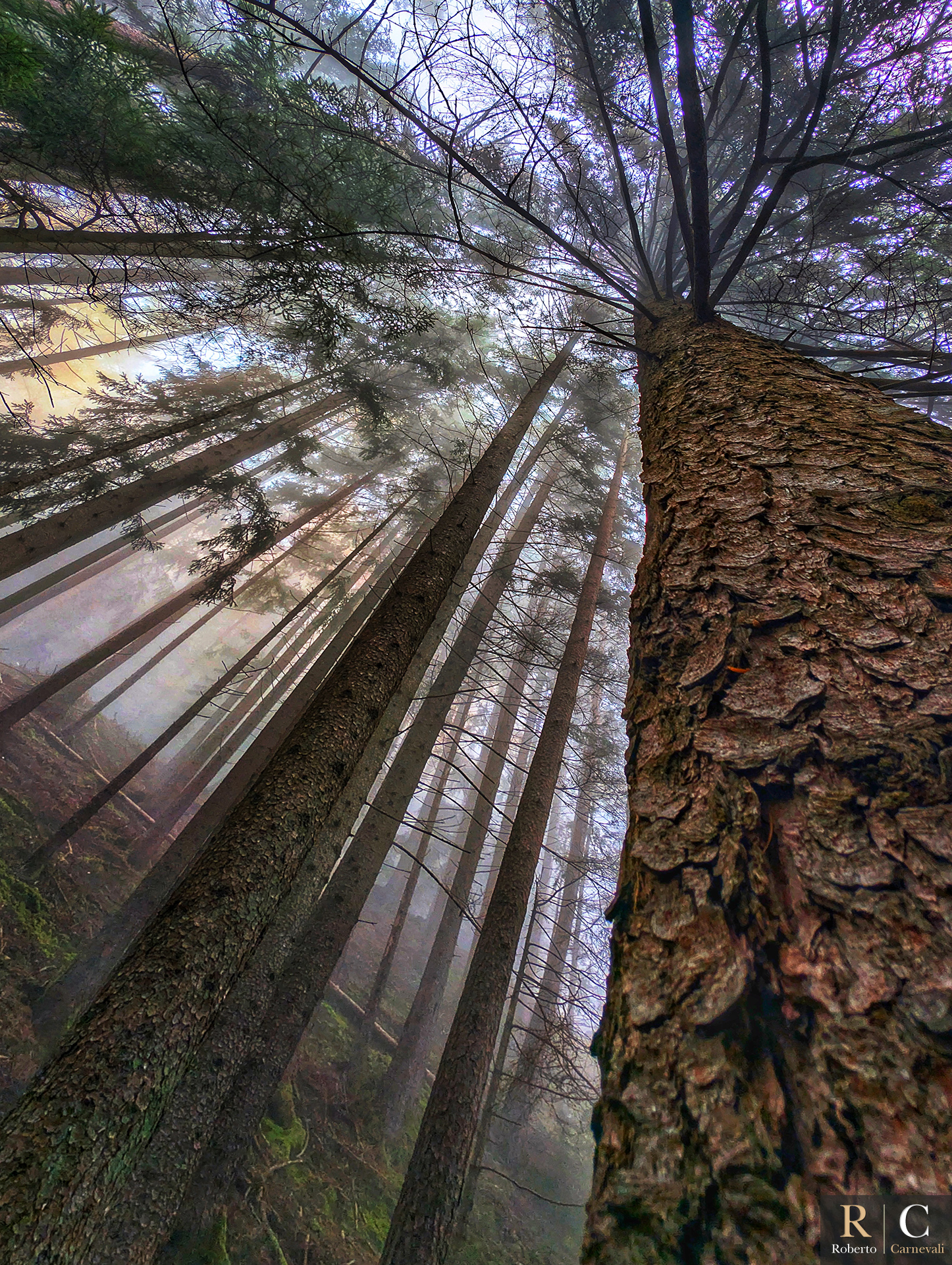 La magia del bosco autunnale immerso tra pioggia e nuvole