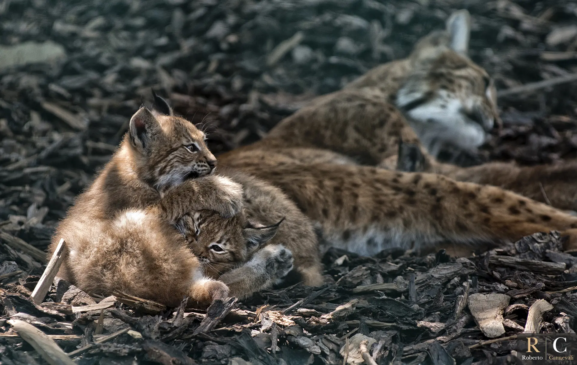 Cuccioli di lince che giocano