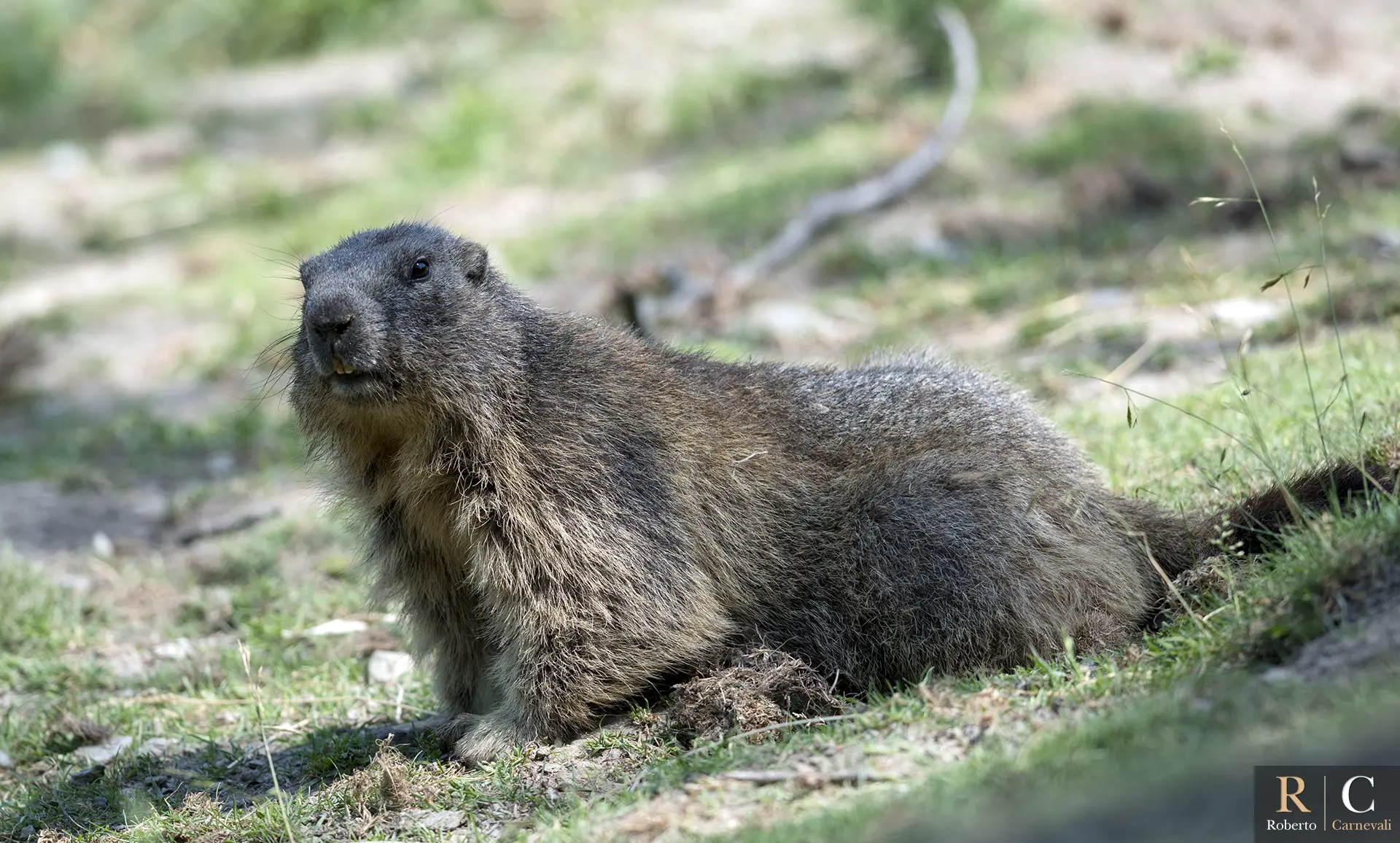 Marmotta