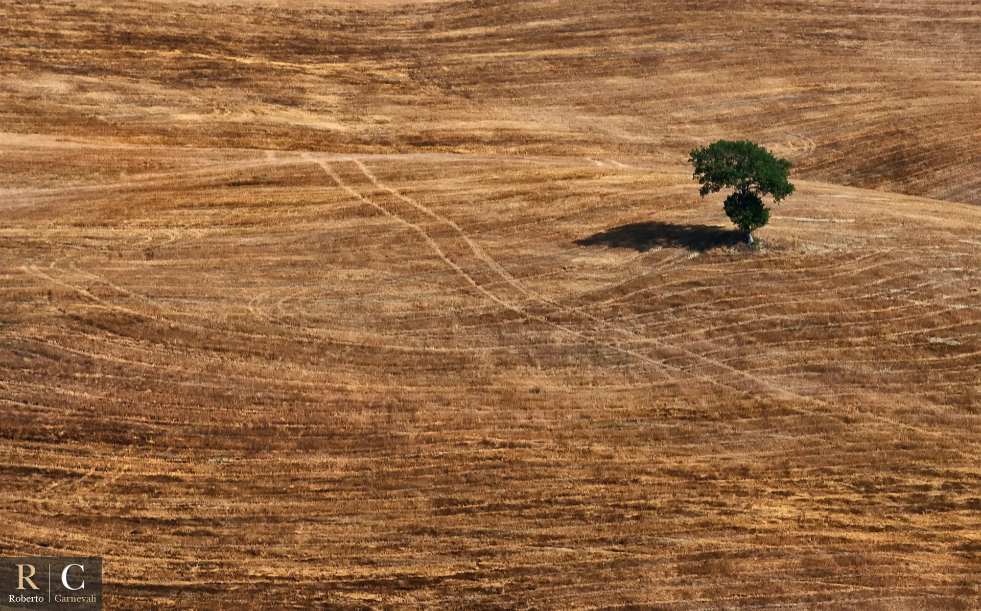 Albero solitario nel paesaggio toscano