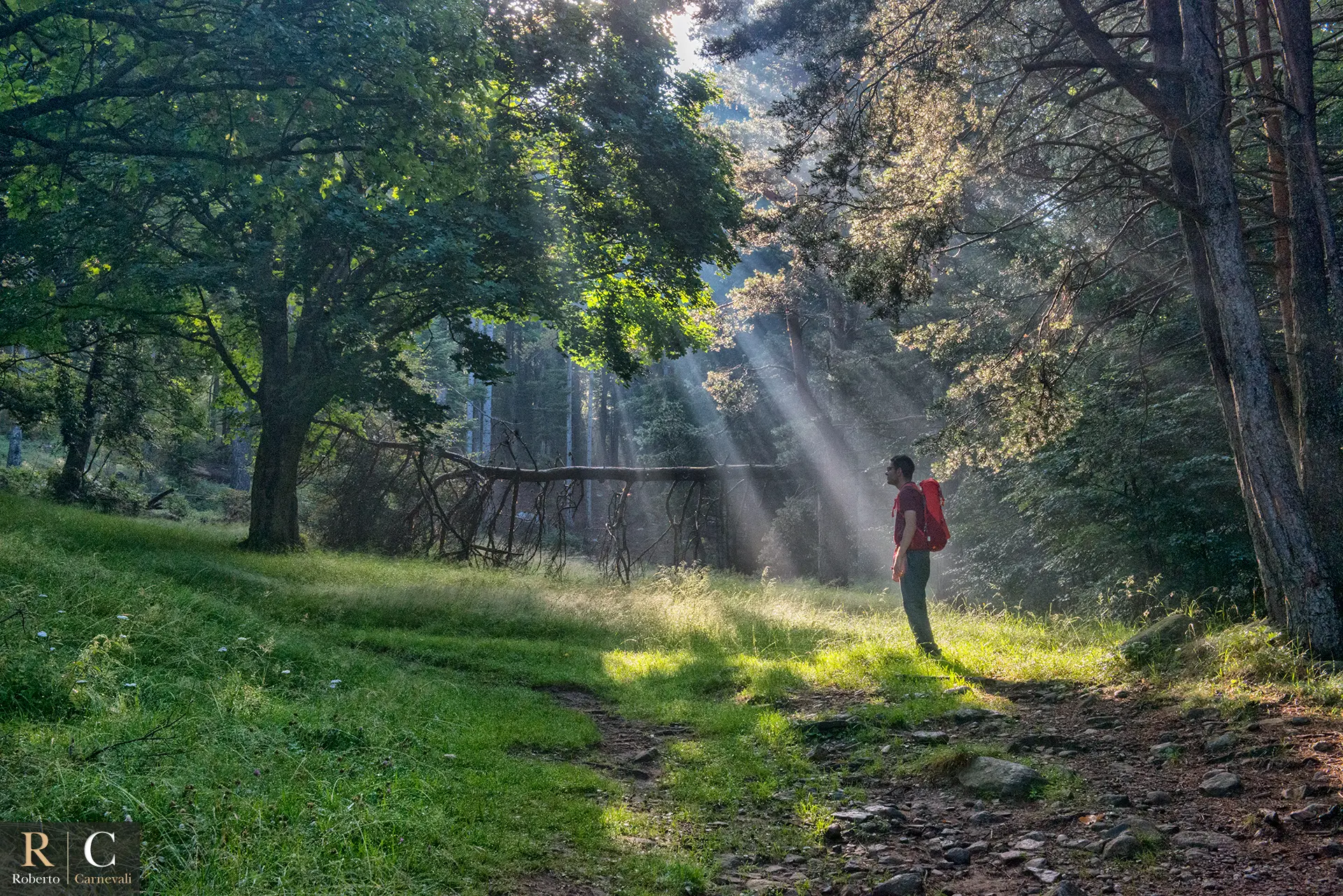 Raggi di luce nel bosco