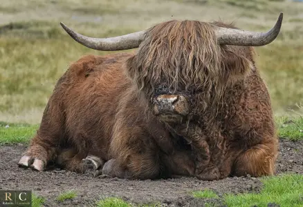 Wildlife