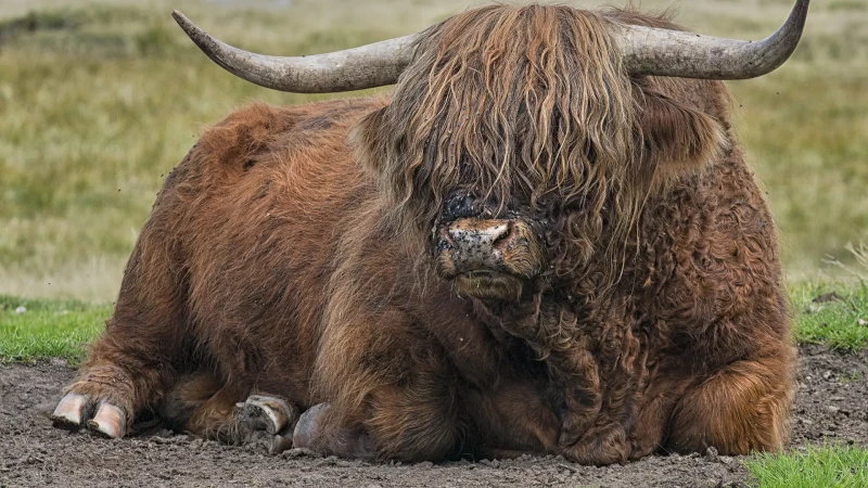 Ritratto a bovino di razza scozzese Highlander nelle Dolomiti