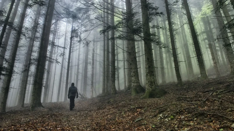 Dentro il bosco fatato