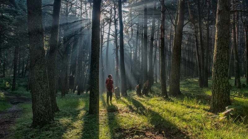 Dentro la magia del bosco