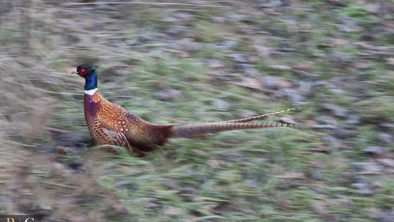 Fagiano maschio in corsa