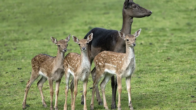 Famiglia di daini