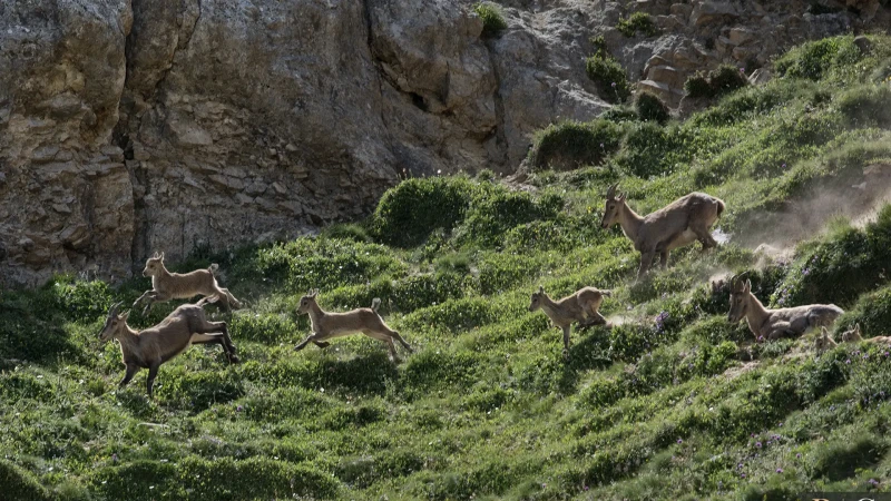 Famiglia di stambecchi in corsa