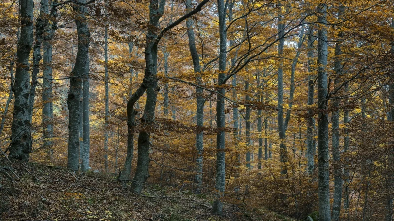 Foliage nel bosco