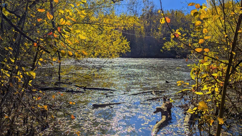Foliage sulle rive del laghetto appenninico del torrente Bucamante