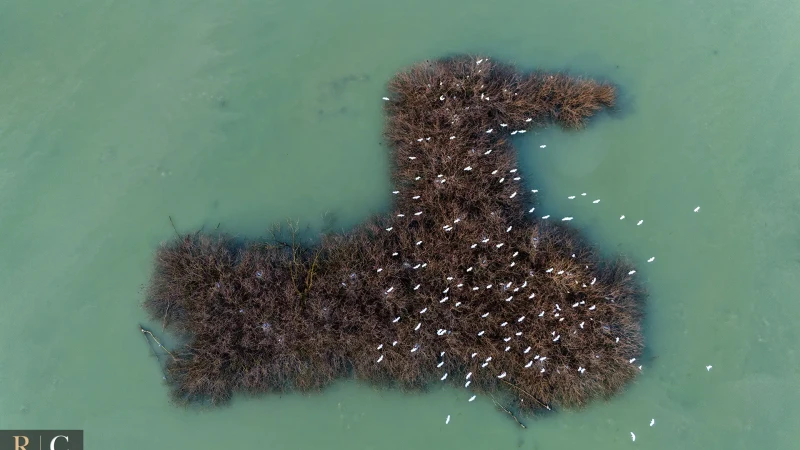 Garzette e aironi in volo sull'isola dell'anatra gigante dal drone
