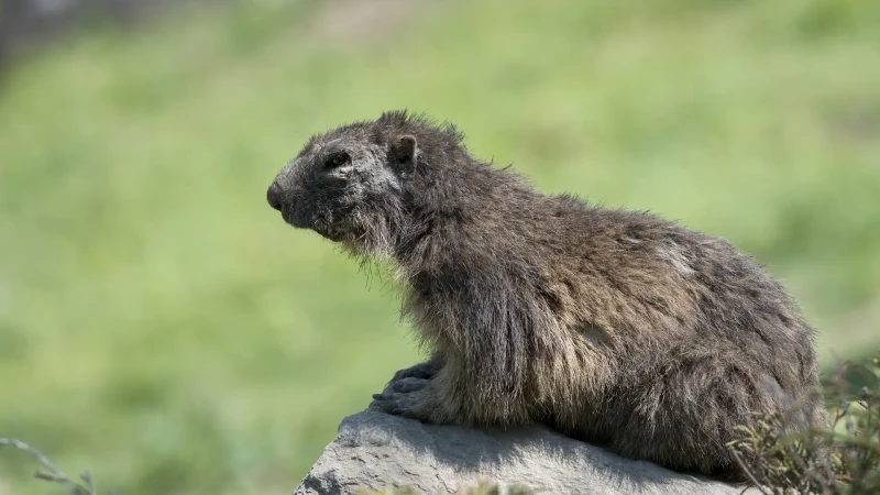 Giovane marmotta