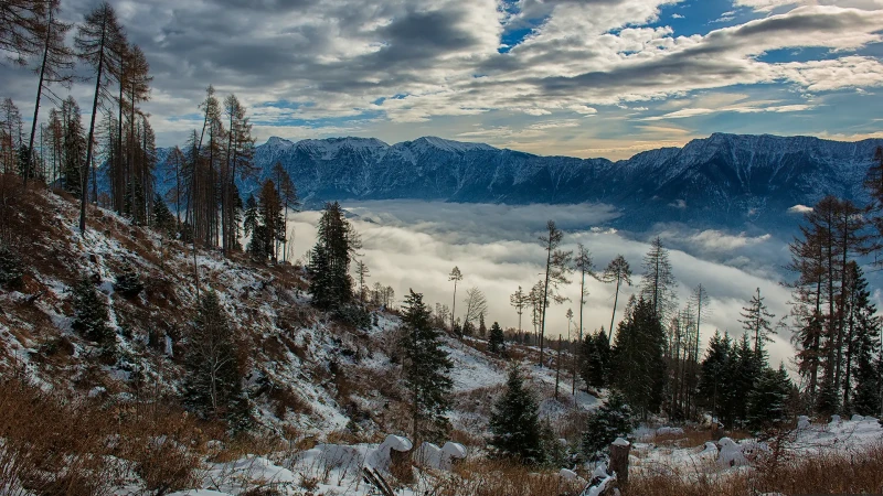 Il bosco, la tempesta Vaia e la forza della Natura