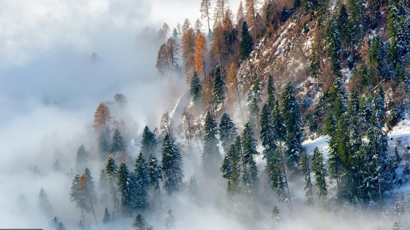 Il bosco invernale inghiottito dalle nuvole sul Lagorai