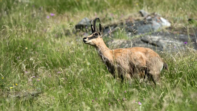 Il Camoscio nel Parco Nazionale del Gran Paradiso