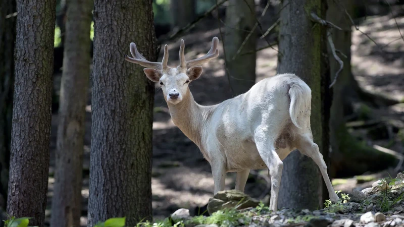 Il cervo bianco