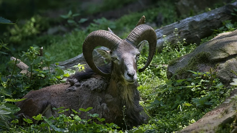 Il riposo della stambecco