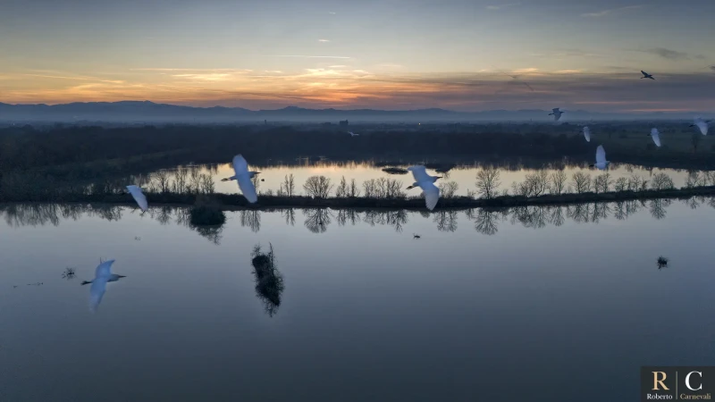 In volo tra gli aironi e le garzette al tramonto sulla palude
