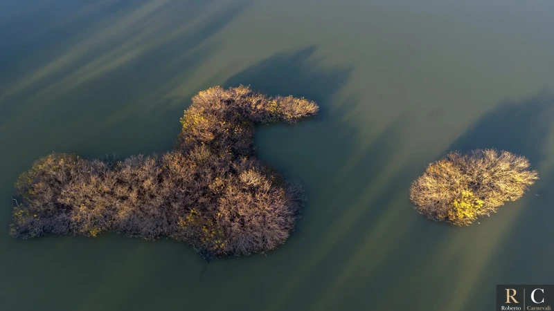 L'isola dell'anatra gigante nella palude dal drone