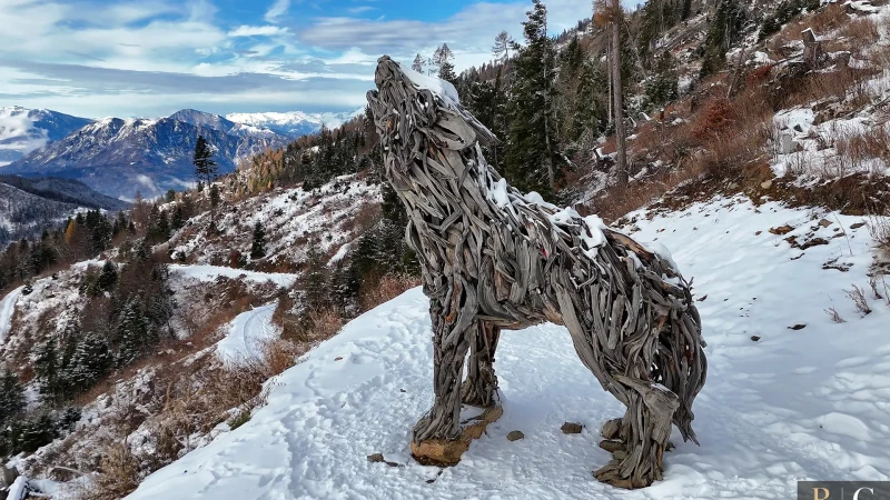 Il richiamo invernale della Lupa del Lagorai dal drone