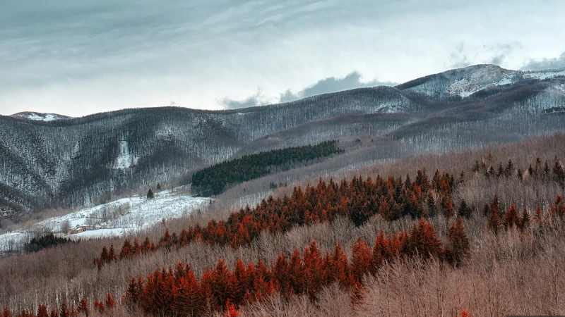 La foresta rossa