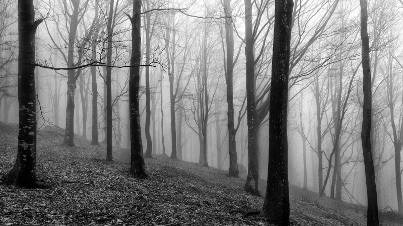 La leggenda del bosco stregato