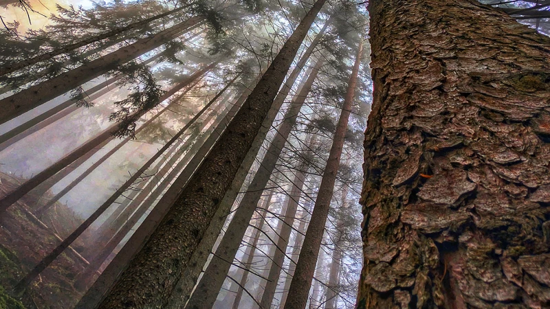 La magia del bosco autunnale immerso tra pioggia e nuvole