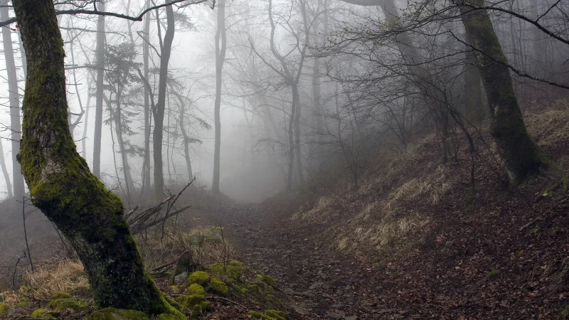 La magia del bosco in un giorno di nebbia