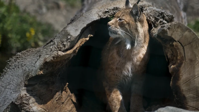 Lince adulta nel tronco cavo