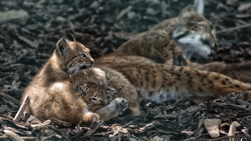Cuccioli di lince che giocano
