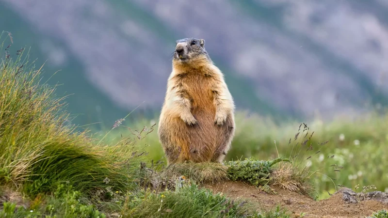 Marmotta incinta ai piedi della Marmolada