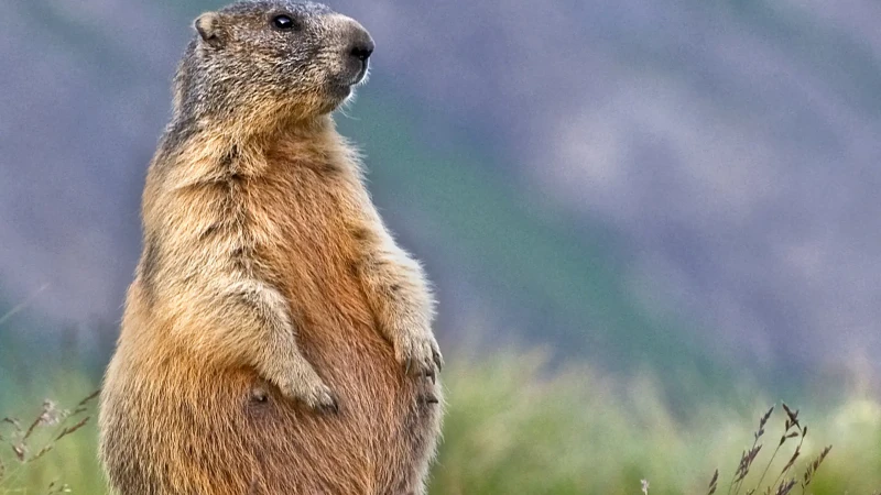 Marmotta con il pancione