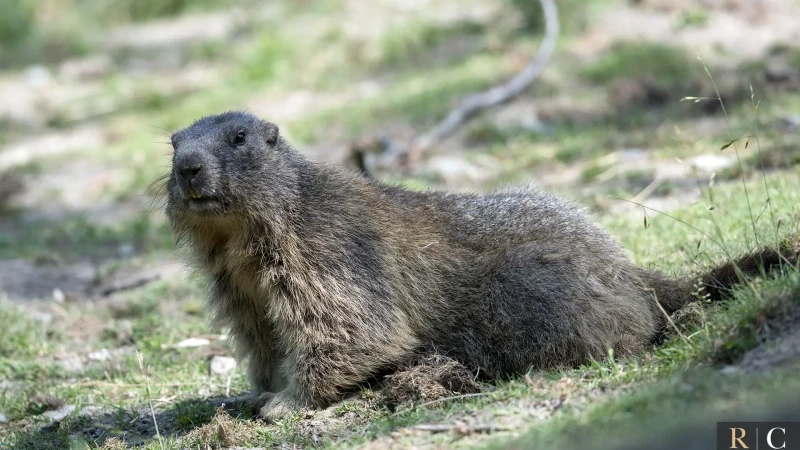 Marmotta