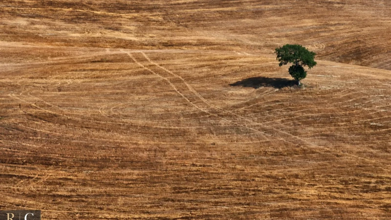 Albero solitario nel paesaggio toscano
