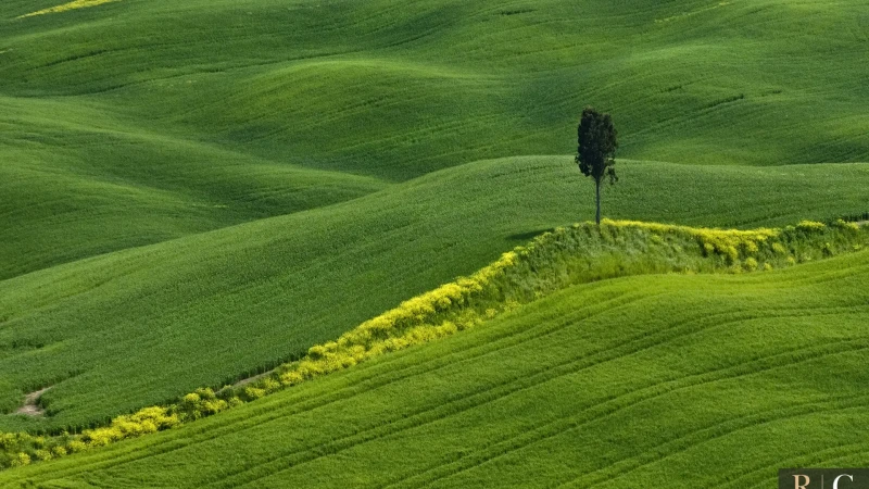 Il cipresso solitario