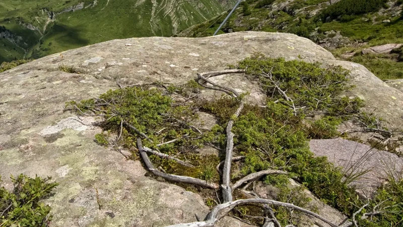 Le Dolomiti delle Pale di San Martino dai pressi del Passo Rolle