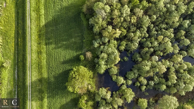 Palude e argine delle casse di espansione del fiume Secchia dal drone