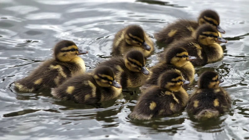Piccole anatre selvatiche sul lago di Misurina