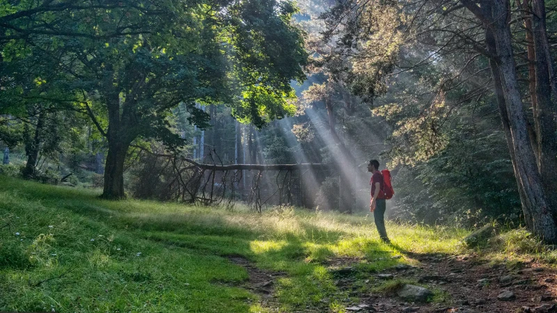Raggi di luce nel bosco